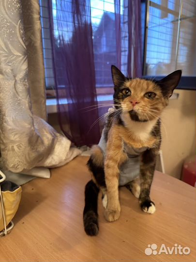 Кошка в дар