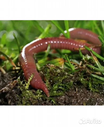 Вермичай. Сад, огород, комнатные растения