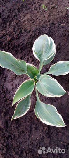 Хоста многолетняя