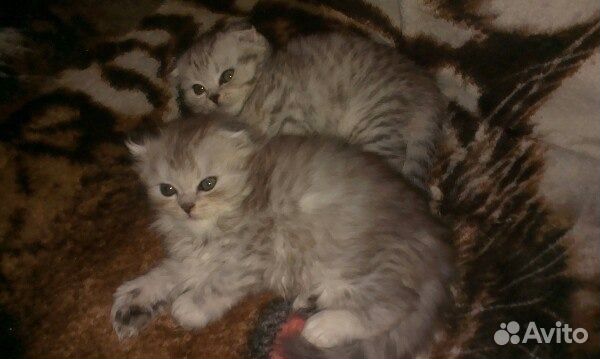 Вязка.Шотландский кот скоттиш-страйт