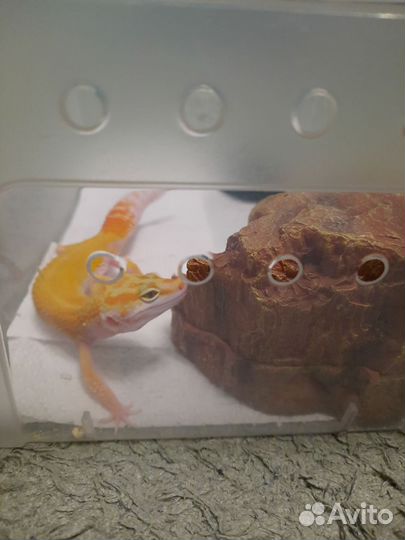 Передержка эублефаров (присмотр)