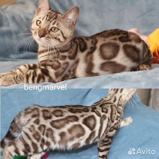 Бенгальские снежные котики