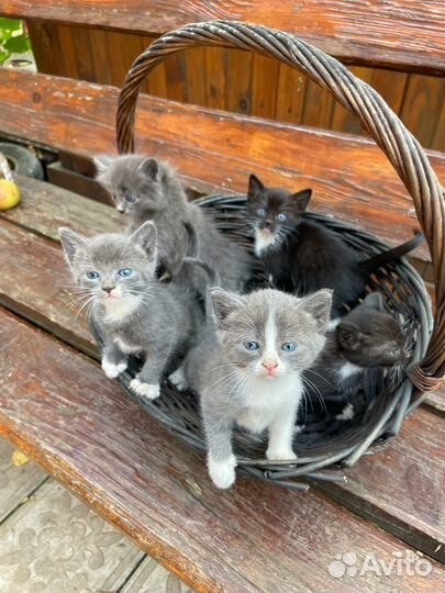 Котята в добрые руки