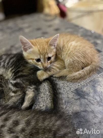 Котята мальчики и девочки