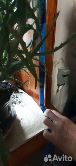 Алоэ лечебный в горшке. Столетник, возраст 7 лет