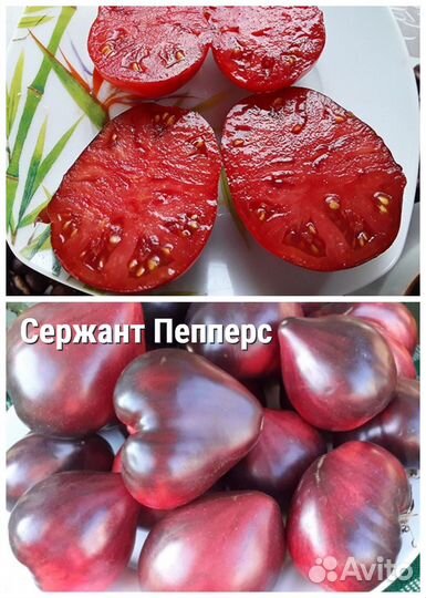 Рассада коллекционных томатов