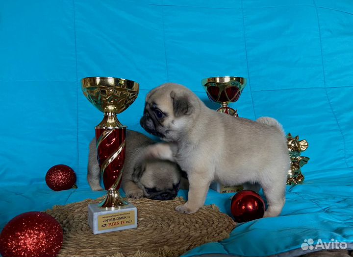Щенки мопса