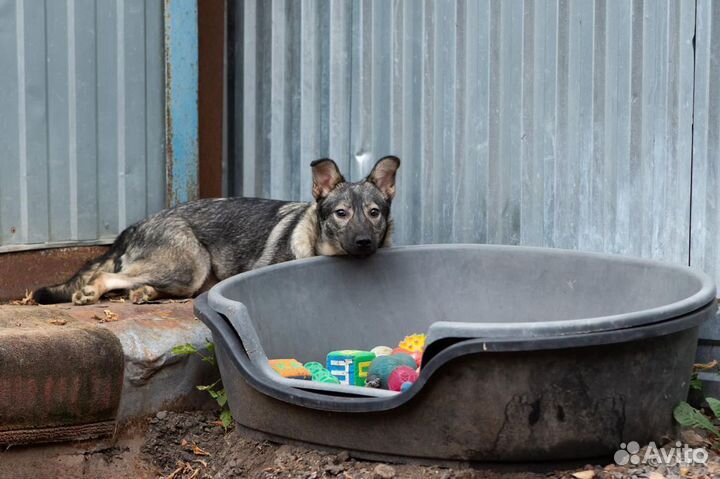 Отдаю собаку Шанечку в добрые руки