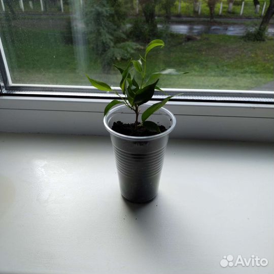 Фикус бенджамина