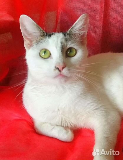 Оставили на даче кошечку подростка