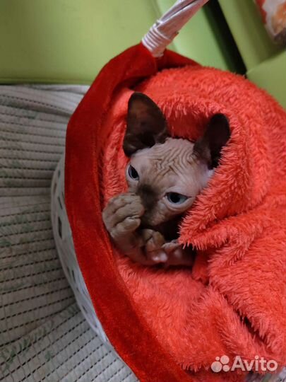 Канадский сфинкс девочка