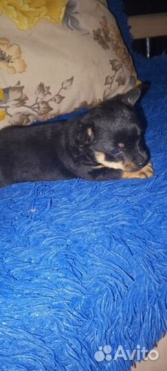 Карликовый пинчер