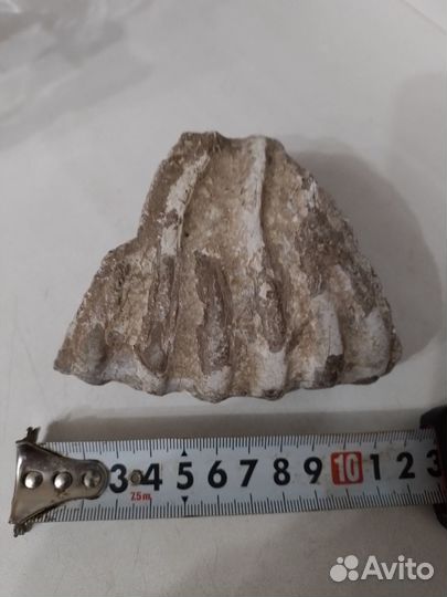 Окаменелость Аммонит Фрагмент Крупный