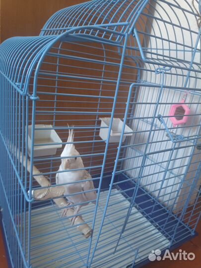 Попугай корелла с клеткой