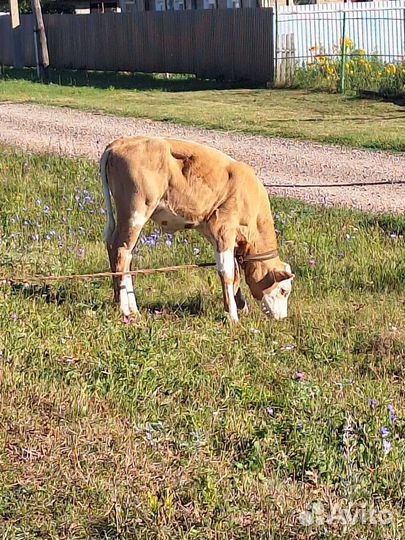 Телка 4 месяца