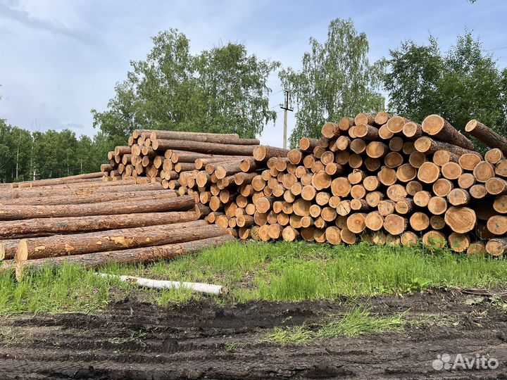 Лес круглый кедр