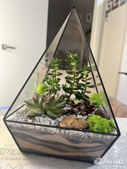 Флорариум суккуленты