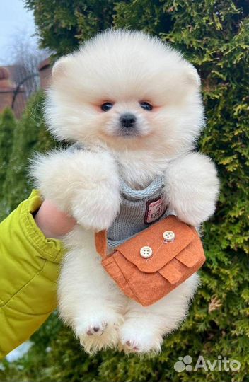 Очаровательный мальчик померанского шпица