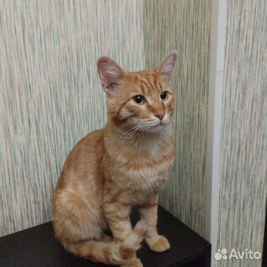 Найден рыжий кот