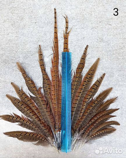 Перья фазана/хвост самца