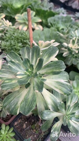 Эхеверии и др суккуленты из питомника растений