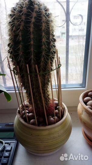 Большой кактус