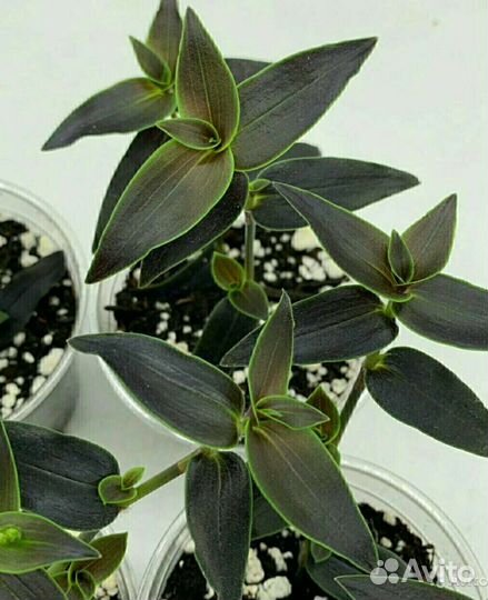 Традесканция Gibasis Jose puig