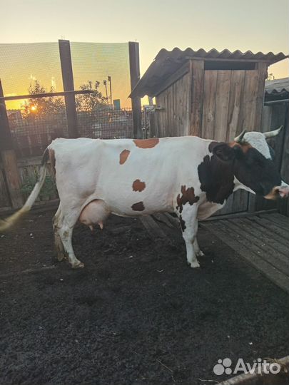 Корова стельная дойная