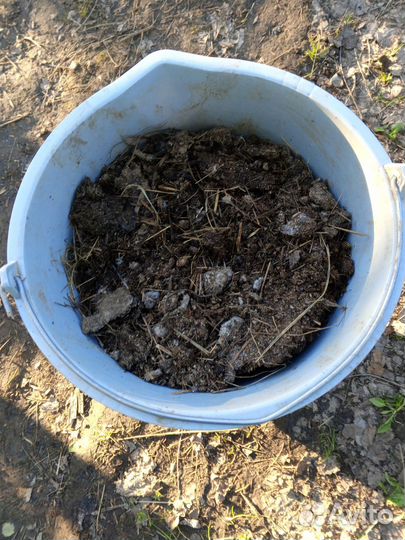 Куриный помёт удобрение для растений