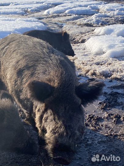 Дикий кабан