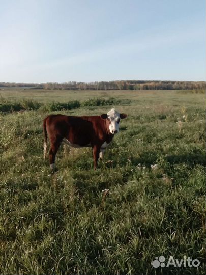 Продажа крс