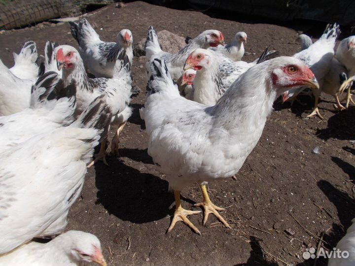Куры породы первомайская