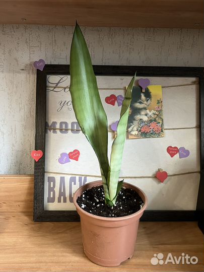 Сансевьерия