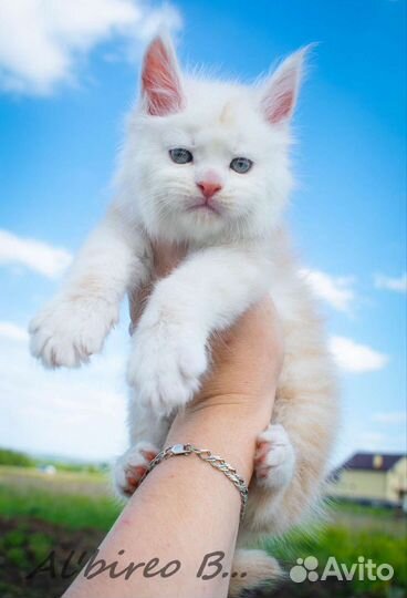 Котята мейн-кун