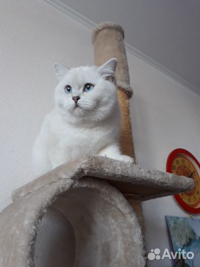 Серебристая шиншилла Ns 11 33 с родословной