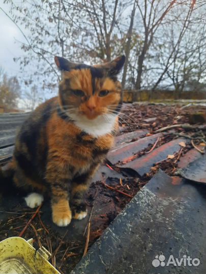 Кошка в добрые руки даром