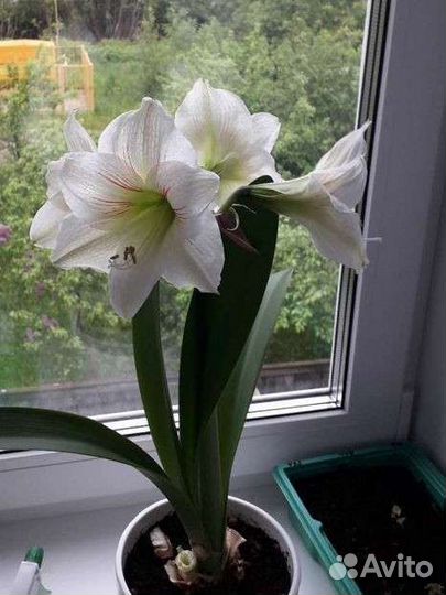 Гиппеаструм