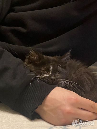 Котенок в дар бесплатно
