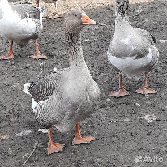 Гуси домашние