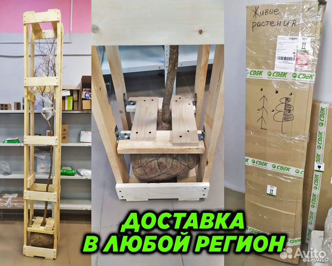 Семена газонных трав