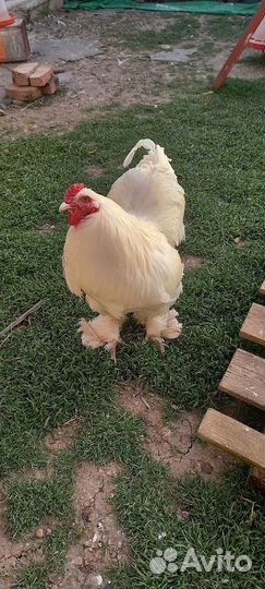 Петухи Брама