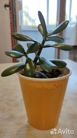 Толстянка денежное дерево