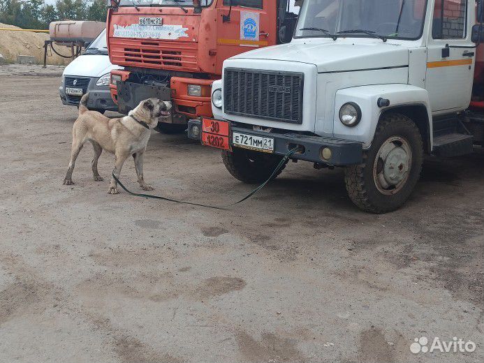 Вязка собак