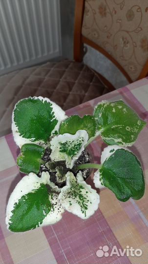 Продам фиалки