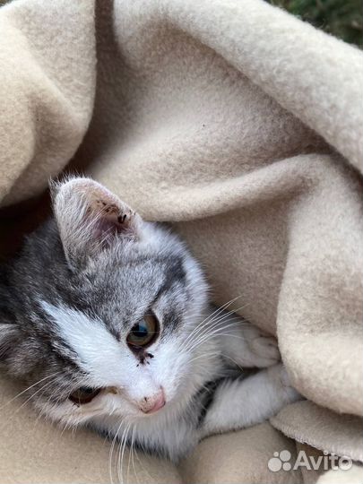 Помогите котятам