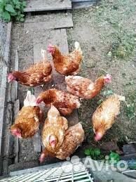 Куры несушки