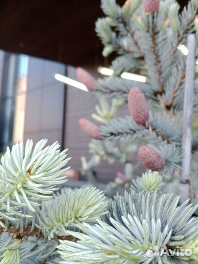 Ель Хупси, Акрокона