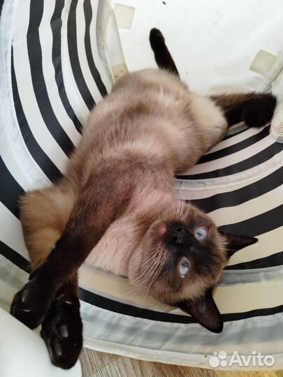 Котик в добрые руки