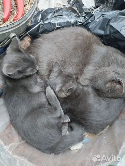 Отдам котят