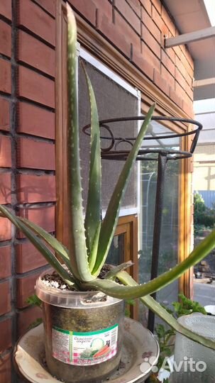 Алоэ настоящее